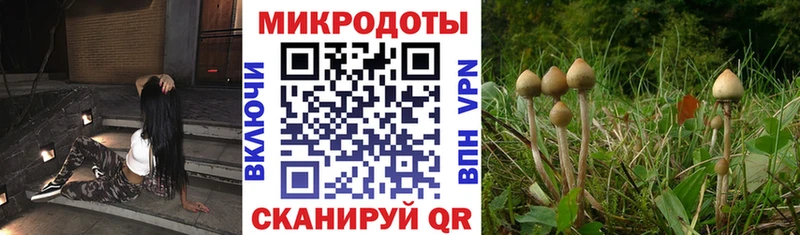 Купить закладки  Белая Холуница  Псилоцибиновые грибы ЛСД 